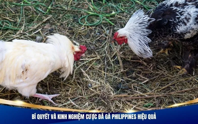 Bí quyết và kinh nghiệm cược đá gà Philippines hiệu quả