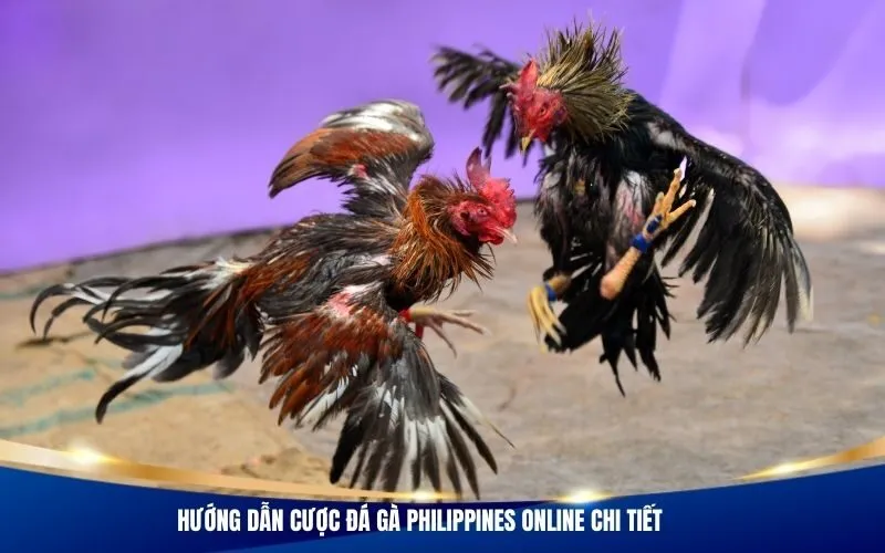 Hướng dẫn cược đá gà Philippines online chi tiết