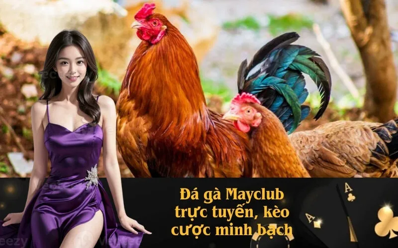 Đá gà Mayclub trực tuyến, kèo cược minh bạch