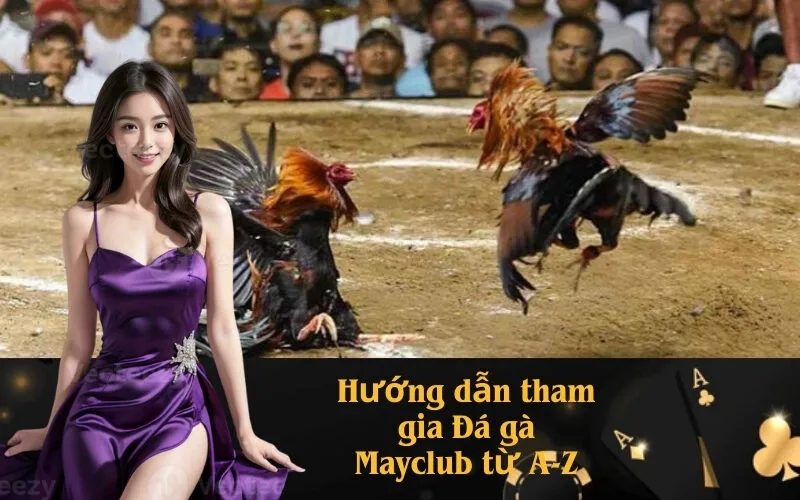 Hướng dẫn tham gia Đá gà Mayclub từ A-Z