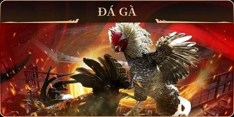 ưu đãi và chính sách của người chơi chọi kê